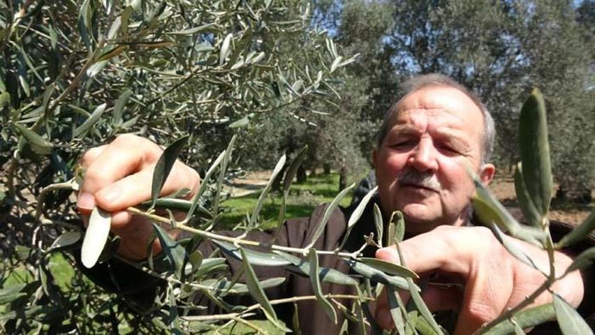 Zeytinde büyük hile; Karartmak için metal, çabuk olması için kostik kullanıyorlar