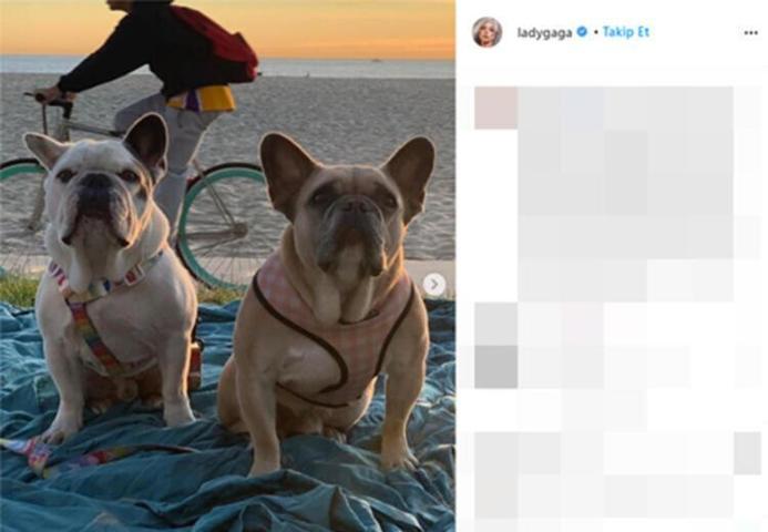 Lady Gagaya güzel haber Köpekleri bulundu