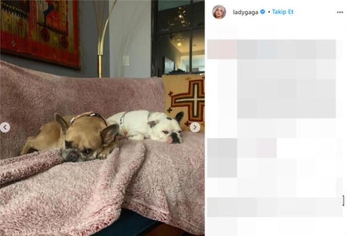 Lady Gagaya güzel haber Köpekleri bulundu