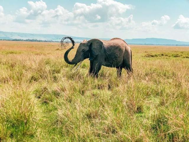 Afrikanın kalbi Masai Marada safari Miray Öncü yazdı...