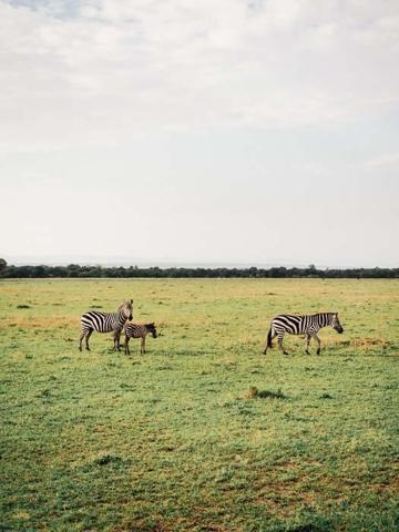 Afrikanın kalbi Masai Marada safari Miray Öncü yazdı...