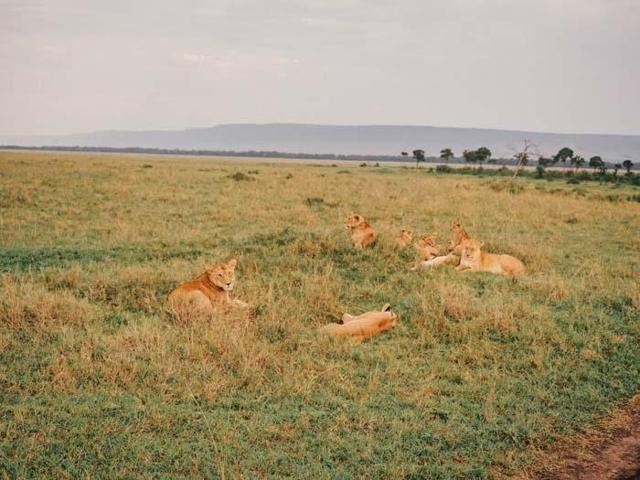 Afrikanın kalbi Masai Marada safari Miray Öncü yazdı...