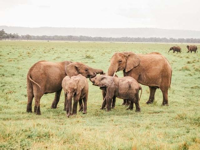 Afrikanın kalbi Masai Marada safari Miray Öncü yazdı...