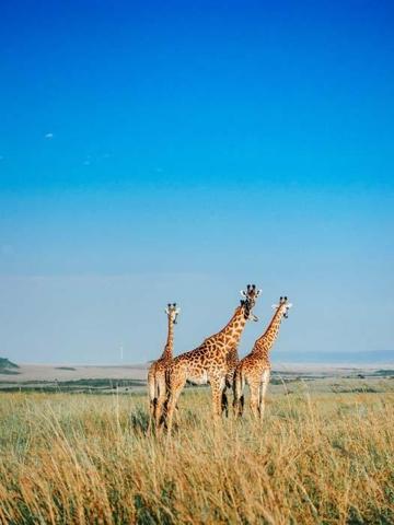 Afrikanın kalbi Masai Marada safari Miray Öncü yazdı...