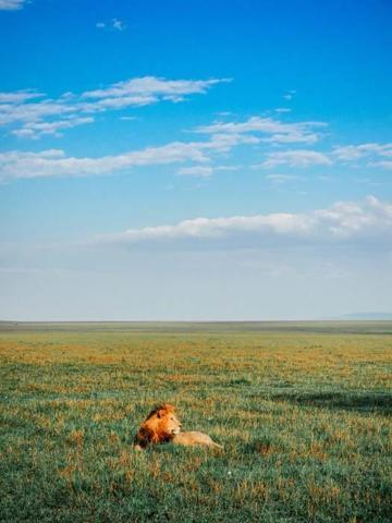 Afrikanın kalbi Masai Marada safari Miray Öncü yazdı...