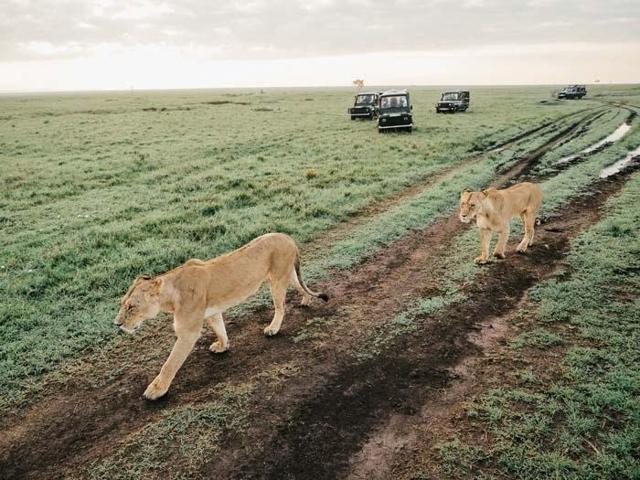 Afrikanın kalbi Masai Marada safari Miray Öncü yazdı...