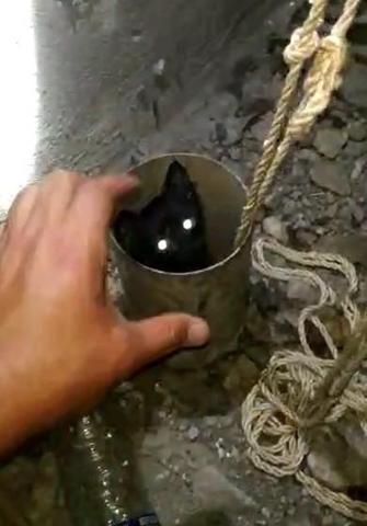 Havalandırma borusunda sıkışan yavru kedileri itfaiye kurtardı