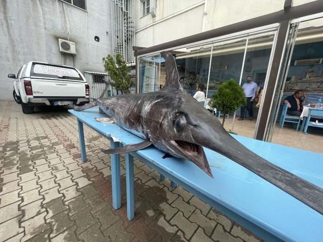 Saros Körfezi’nde yakalanan dev kılıç balığı ilgi gördü