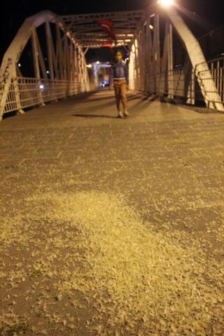 Ardahanda kelebeklerin ölüm dansı