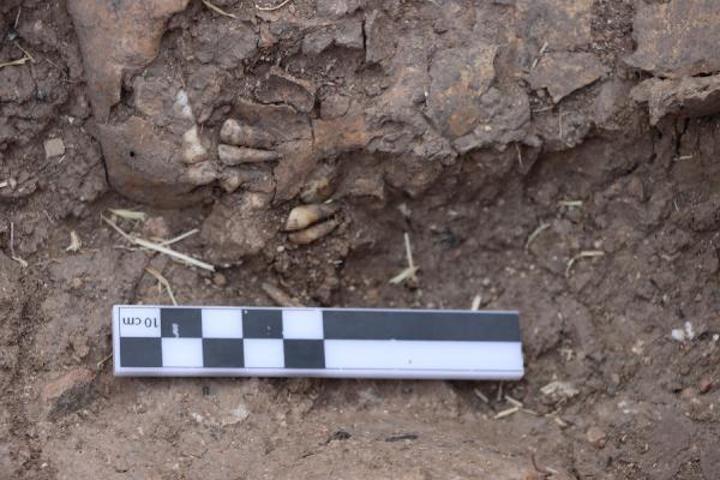 Tozkoparan Höyüğünde 5 bin 500 yıllık çocuk iskeleti bulundu