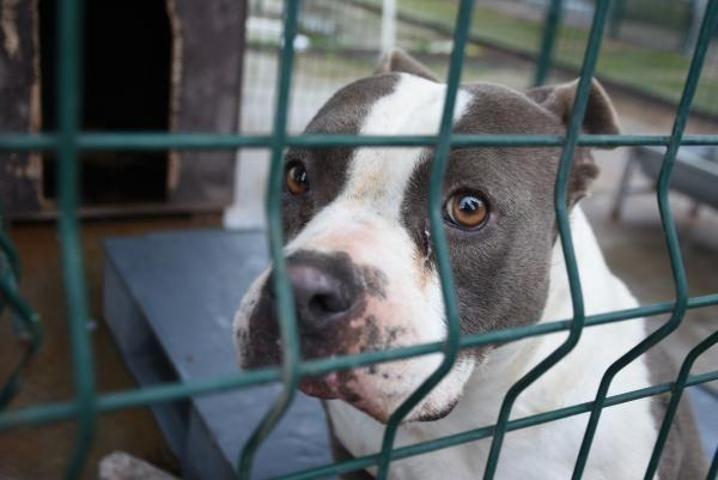 Edirnede yasaklı ırk köpekler için barınakta yer kalmadı