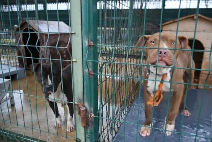 Edirnede yasaklı ırk köpekler için barınakta yer kalmadı
