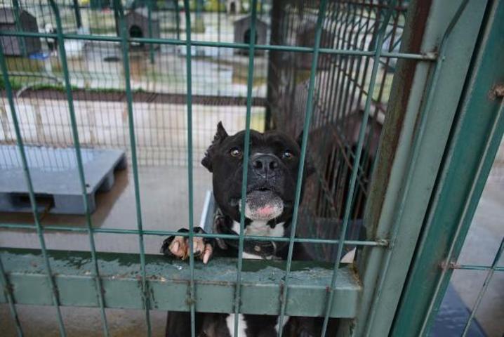 Edirnede yasaklı ırk köpekler için barınakta yer kalmadı
