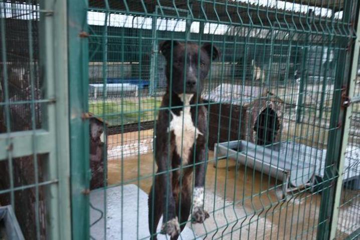 Edirnede yasaklı ırk köpekler için barınakta yer kalmadı