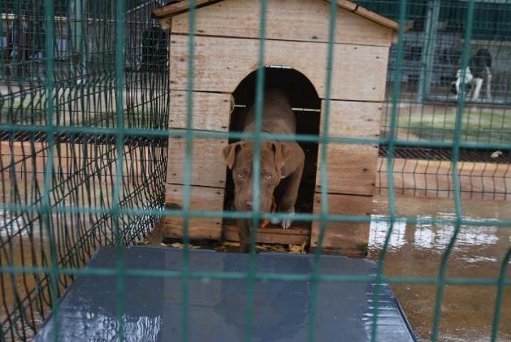 Edirnede yasaklı ırk köpekler için barınakta yer kalmadı