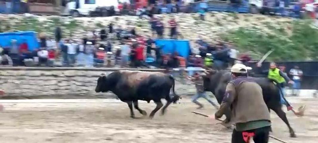 Arenadan kaçan boğalar, seyircilerin arasına daldı