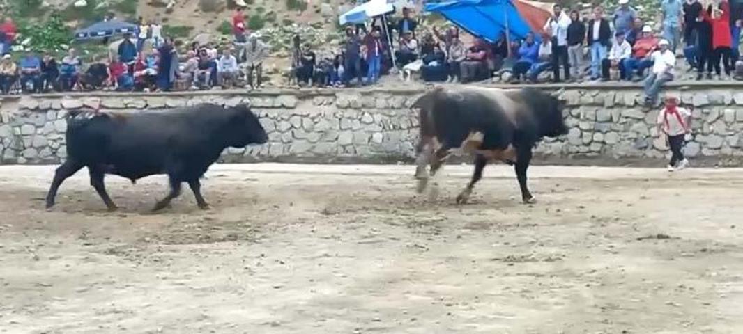 Arenadan kaçan boğalar, seyircilerin arasına daldı