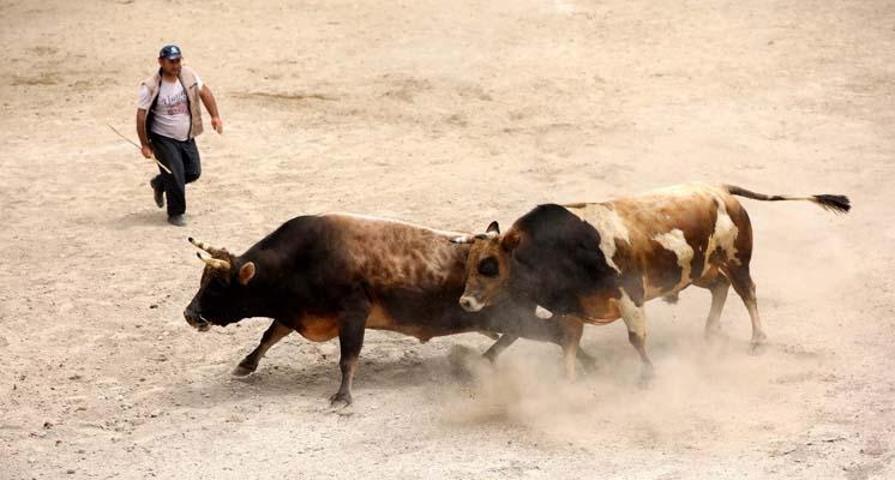 Arenadan kaçan boğalar, seyircilerin arasına daldı