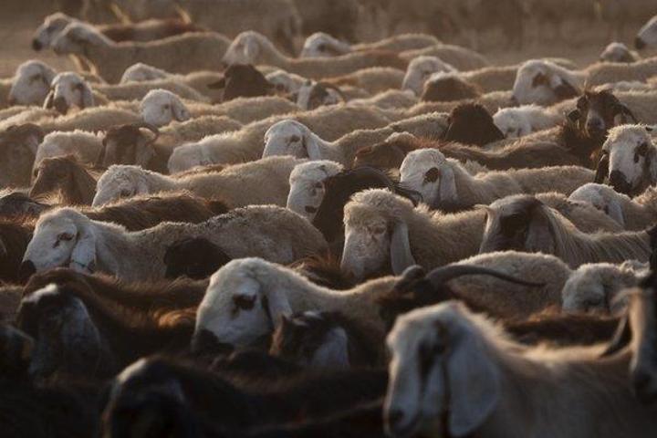 Kurbanlık fiyatları belli oldu: İşte küçükbaş ve büyükbaş kurbanlık fiyatları