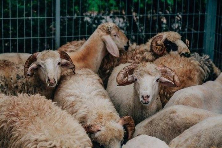 Kurbanlık fiyatları belli oldu: İşte küçükbaş ve büyükbaş kurbanlık fiyatları