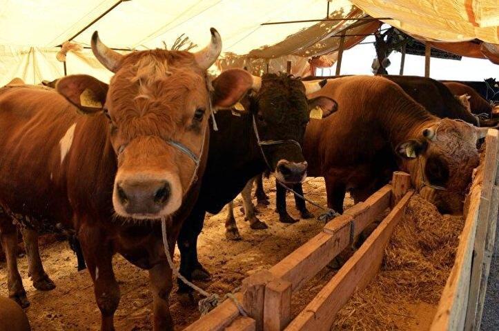 Kurbanlık fiyatları belli oldu: İşte küçükbaş ve büyükbaş kurbanlık fiyatları