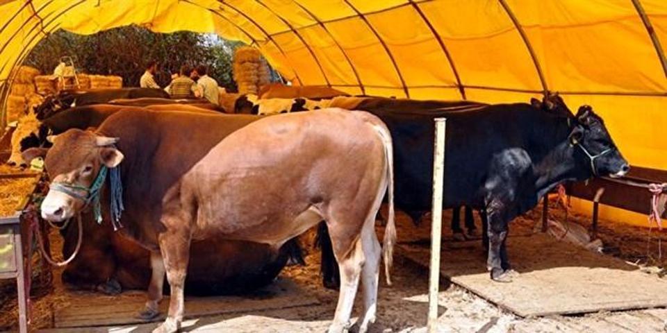 Kurbanlık fiyatları belli oldu: İşte küçükbaş ve büyükbaş kurbanlık fiyatları