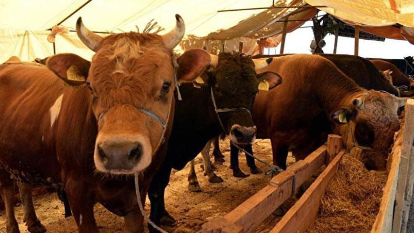 Kurbanlık fiyatları belli oldu: İşte küçükbaş ve büyükbaş kurbanlık fiyatları