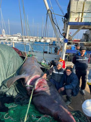 Urlada 10 metrelik camgöz yakalandı Sahile vinçle getirildi