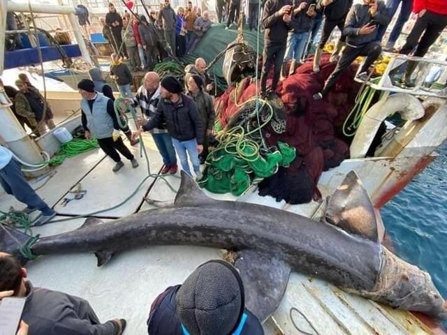 Urlada 10 metrelik camgöz yakalandı Sahile vinçle getirildi