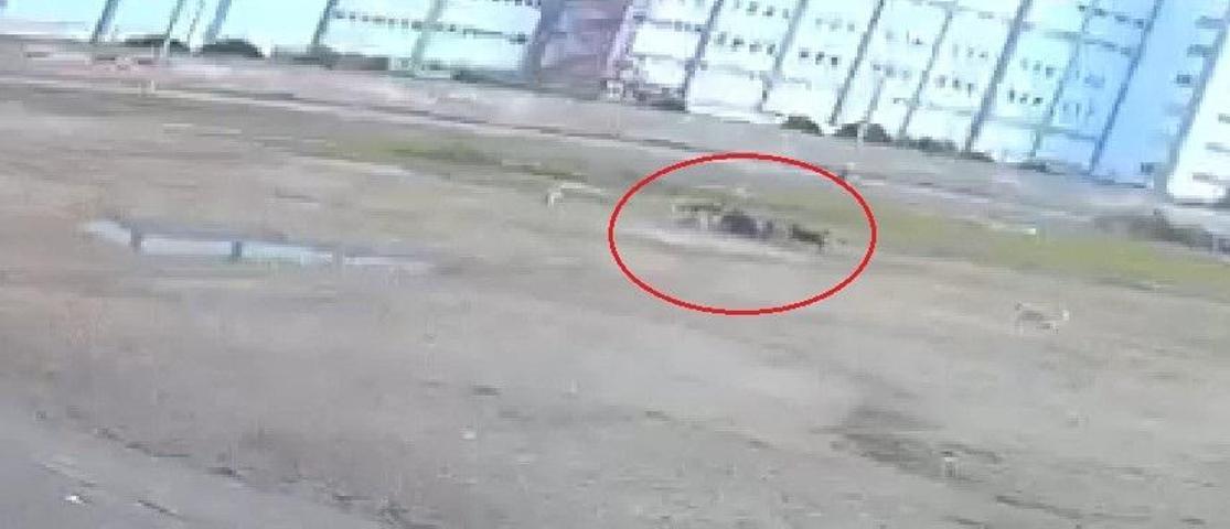 10 sokak köpeği yaşlı kadına saldırdı O anlar kamerada