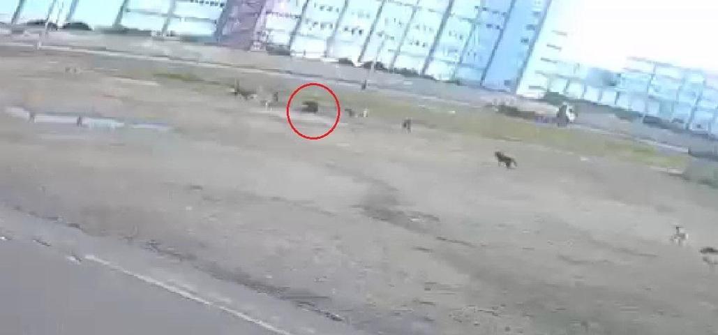 10 sokak köpeği yaşlı kadına saldırdı O anlar kamerada