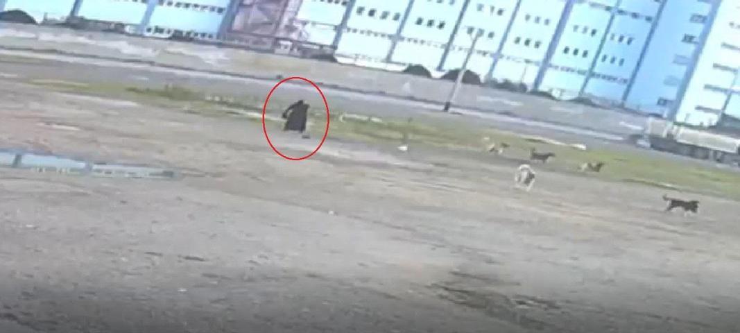10 sokak köpeği yaşlı kadına saldırdı O anlar kamerada