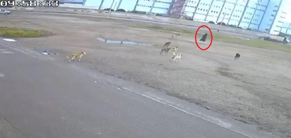 10 sokak köpeği yaşlı kadına saldırdı O anlar kamerada