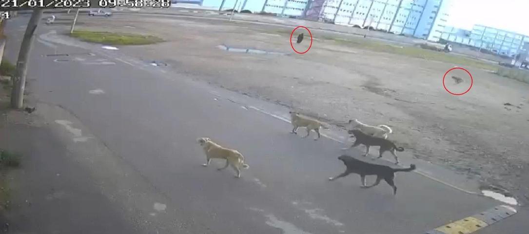 10 sokak köpeği yaşlı kadına saldırdı O anlar kamerada