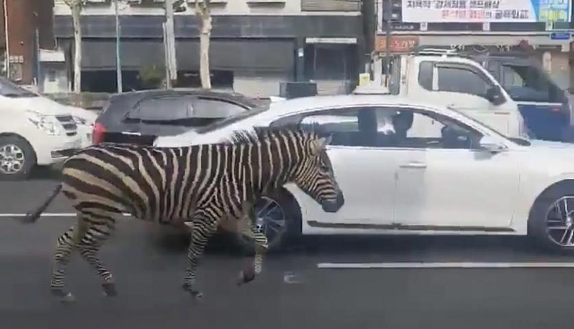 Güney Korede hayvanat bahçesinden kaçan zebra şehre indi