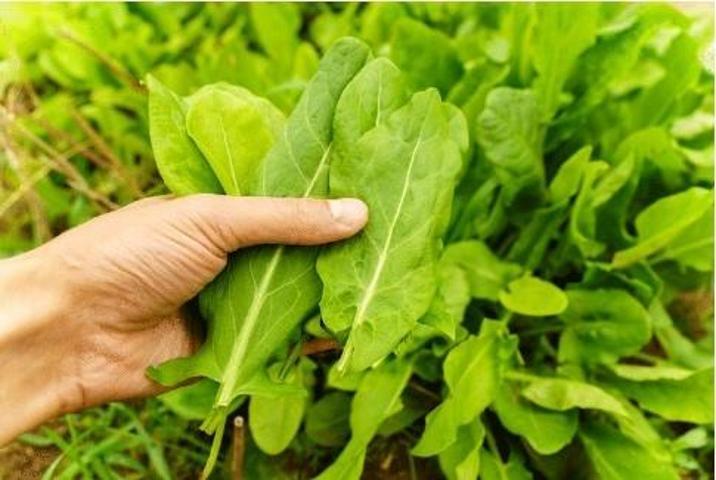 Portakaldan 10 kat fazla C vitamini içeriyor, kabızlık problemini kökünden çözüyor