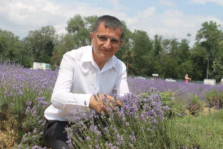 Hasadı başlayan lavanta yağının kilosu bin 300 liradan satılıyor