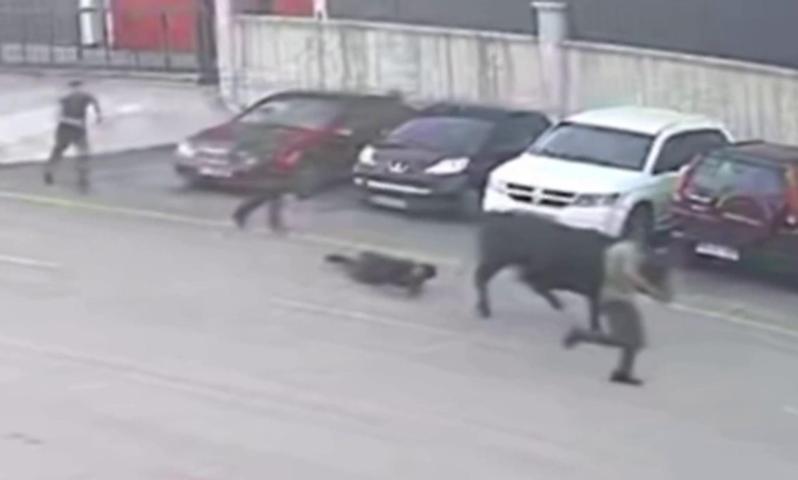 Erzurumda boğa paniği: Böyle yakalandı