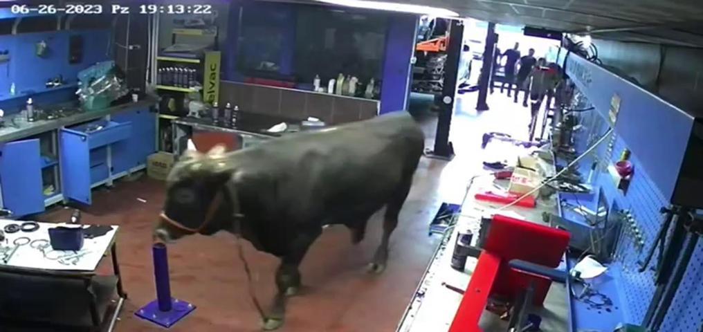 Erzurumda boğa paniği: Böyle yakalandı