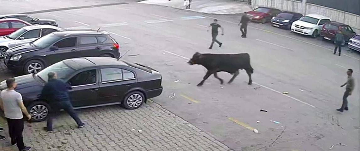 Erzurumda boğa paniği: Böyle yakalandı