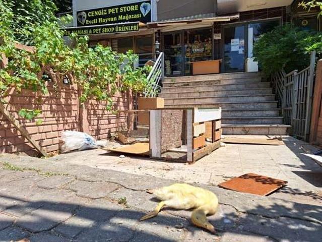 Pet shop katliamı