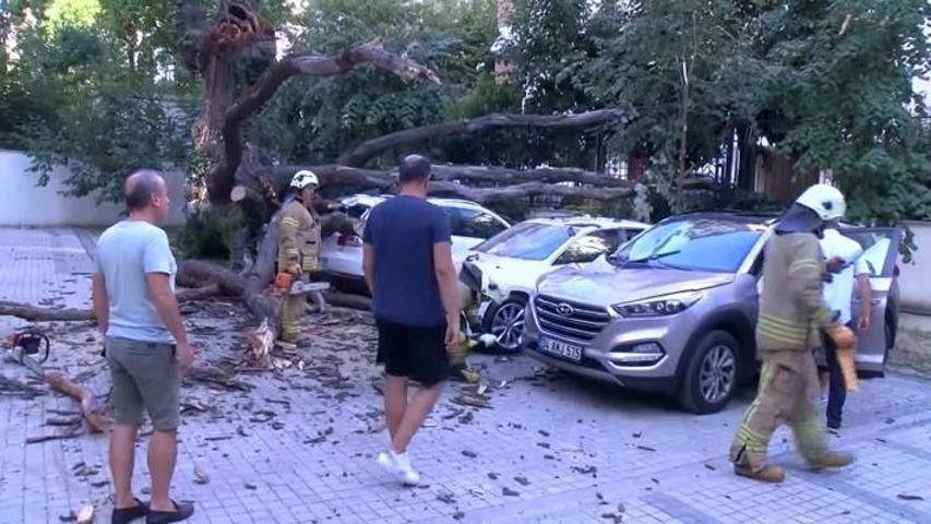 51 daireyi icralık eden ağaç