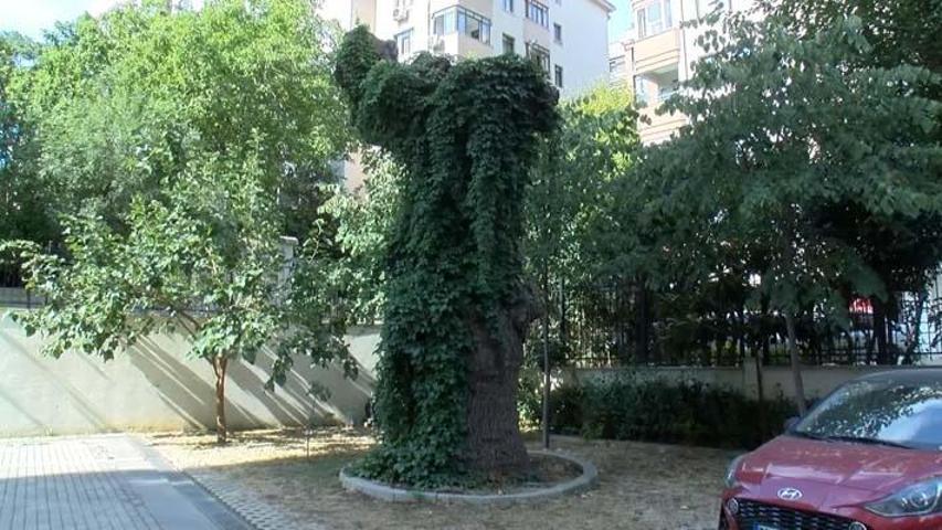 51 daireyi icralık eden ağaç