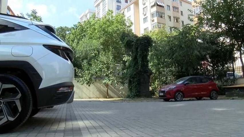 51 daireyi icralık eden ağaç