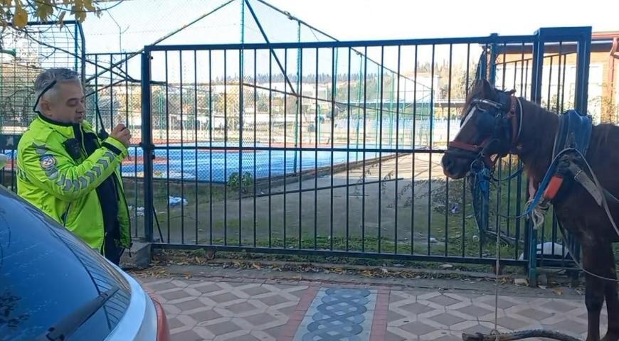 Edirnede ilginç olay Başıboş at terör estirdi