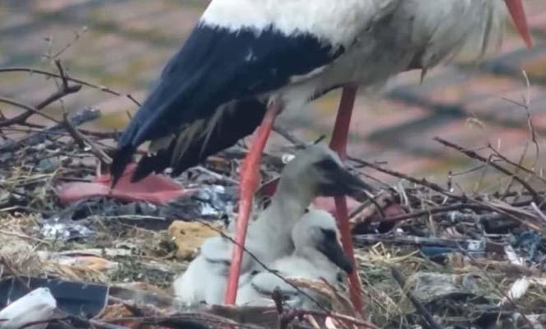Balıkçı Adem amca ile dostluğu haberlere konu olmuştu: Yaren leylekten üzen haber
