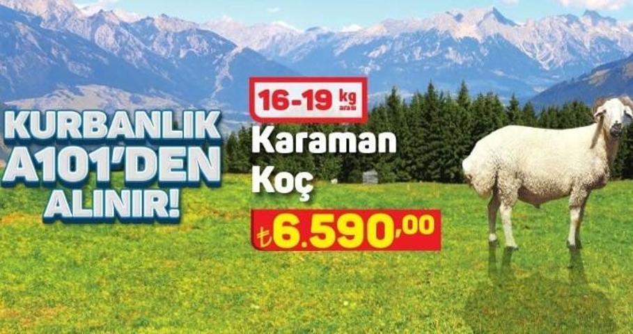 A101 kurbanlık koyun, koç (küçükbaş) fiyatı 2024 A101 büyükbaş hisse fiyatı ne kadar, kaç TL