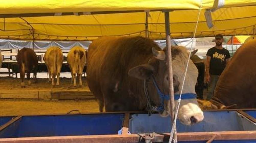 800 kiloluk Paşa alıcı bekliyor