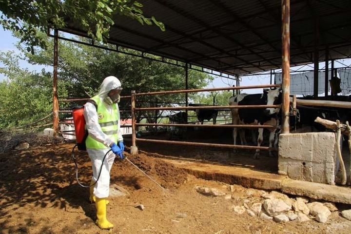 Avrupadan sonra Türkiyede de görüldü Mavi Dil Hastalığı nedir İnsanlara bulaşır mı Türkiyede yayılma riski var mı