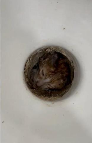 Tuvaletten gelen sesle şaşkına döndüler Yavru kedi böyle kurtarıldı